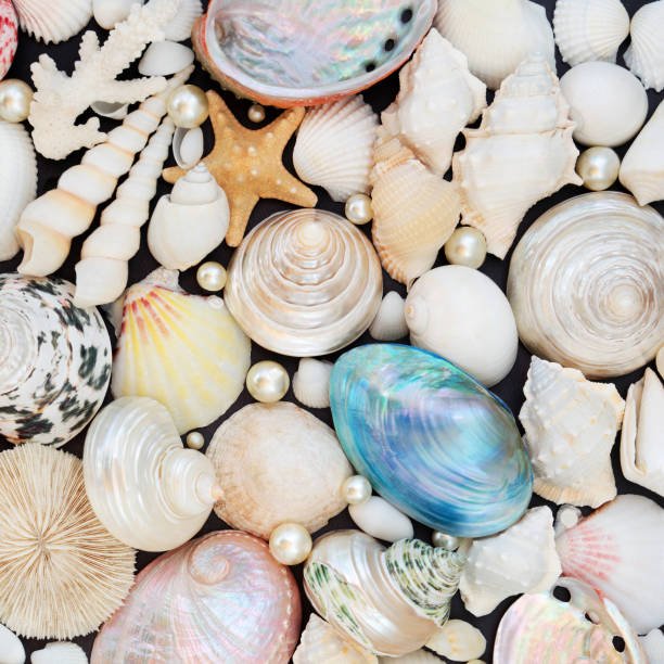 Best Abalone Jewelry: The Beauty of the Sea